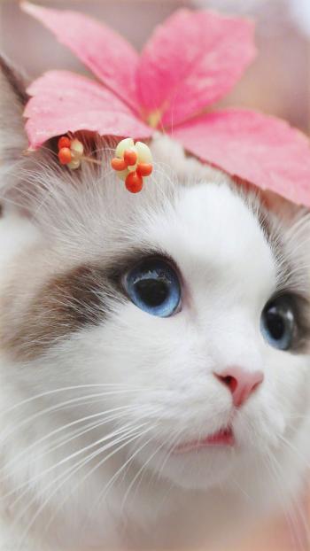 可爱猫咪图片高清手机壁纸第4张