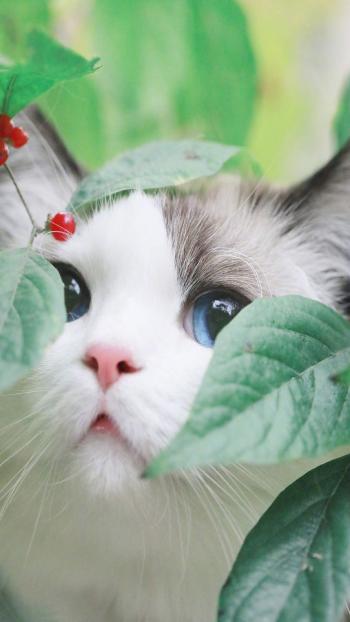 可爱猫咪图片高清手机壁纸第6张