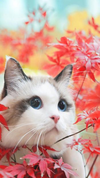 可爱猫咪图片图片 _ 第(9)张