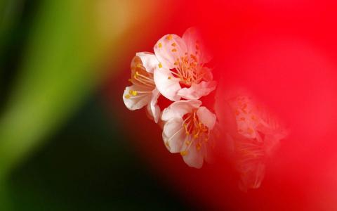 梅花图片 _ 第(5)张