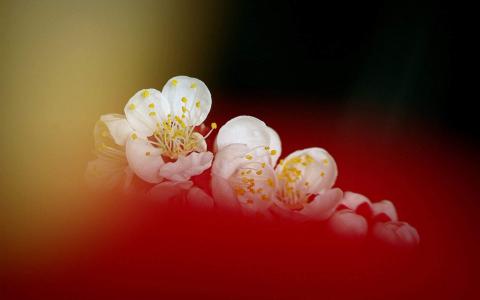 梅花图片 _ 第(7)张