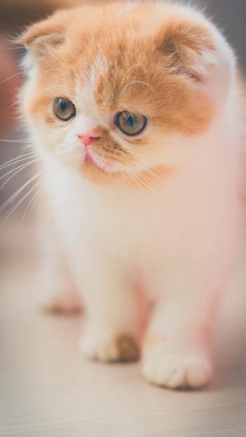 可爱小花猫呆萌高清手机壁纸图片第1张