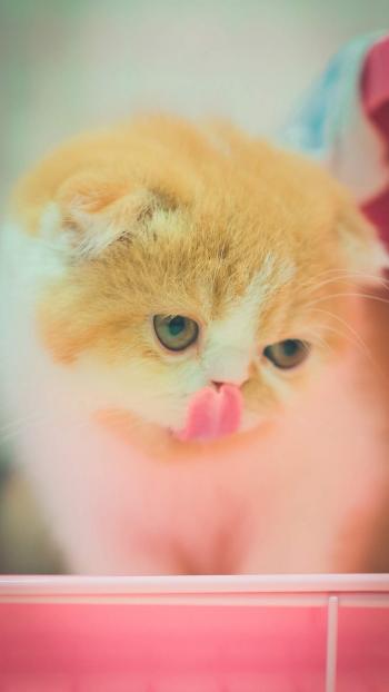 可爱小花猫呆萌高清手机壁纸图片第2张