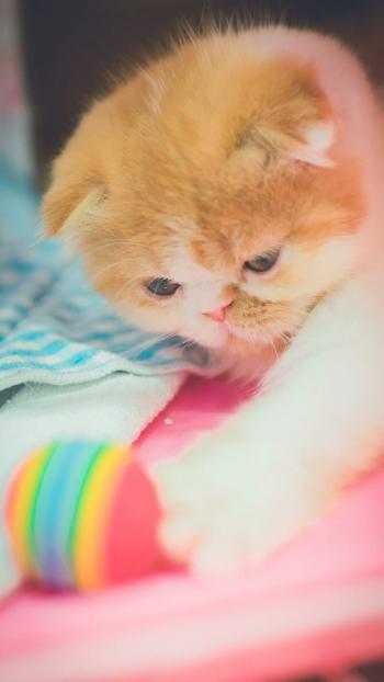 可爱小花猫呆萌高清手机壁纸图片第4张