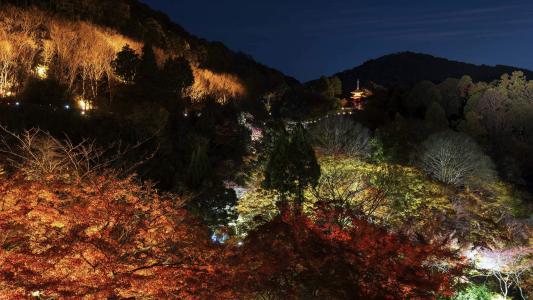 《紫罗兰永恒花园》薇尔莉特高清宽屏壁纸第4张