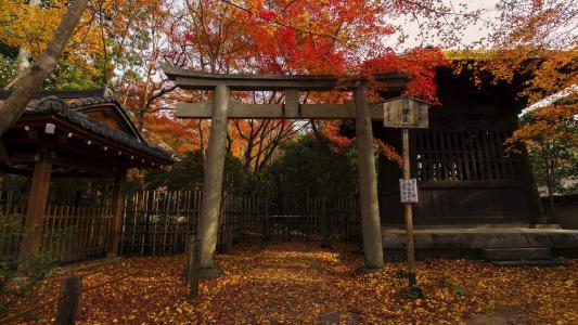 《紫罗兰永恒花园》薇尔莉特高清宽屏壁纸第6张