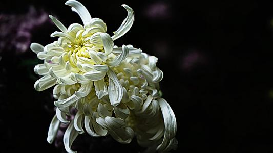 精选菊花图片高清电脑桌面壁纸第1张