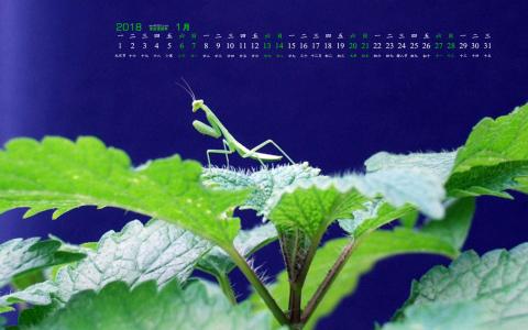 2018年1月昆虫花卉唯美高清桌面日历壁纸第4张