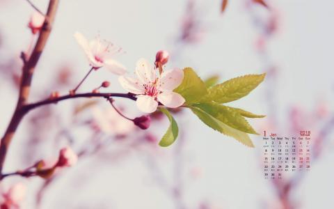 樱花图片图片 _ 第(1)张