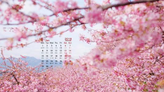 樱花图片图片 _ 第(6)张