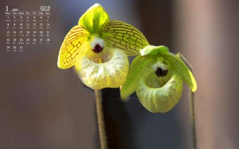 兰花图片 _ 第(4)张