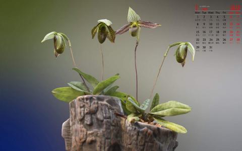兰花图片 _ 第(6)张