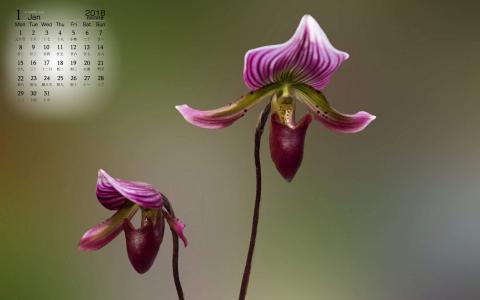 兰花图片 _ 第(10)张