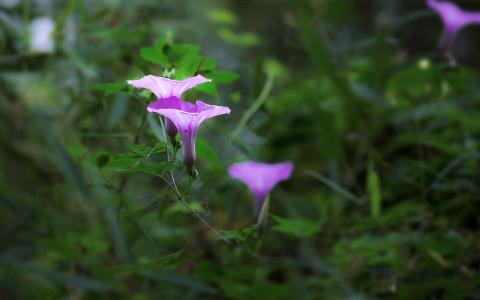 牵牛花第5张