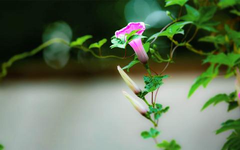 牵牛花第6张