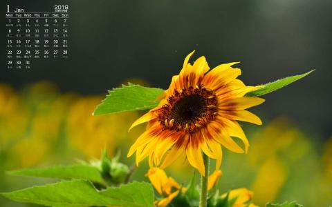 2018年1月好看的向日葵高清图片日历壁纸第2张