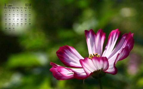 格桑花第5张