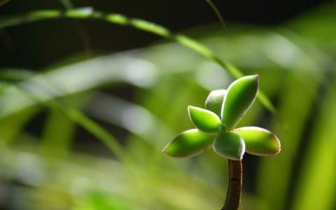 小清新养眼植物嫩芽唯美高清壁纸第4张