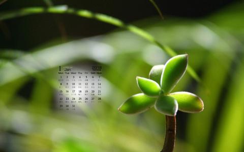 绿色嫩芽微距摄影图片电脑桌面壁纸第4张