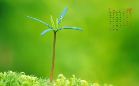 绿色嫩芽微距摄影图片电脑桌面壁纸第5张