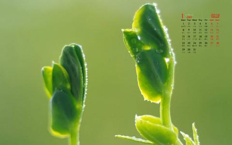 绿色嫩芽微距摄影图片电脑桌面壁纸第6张