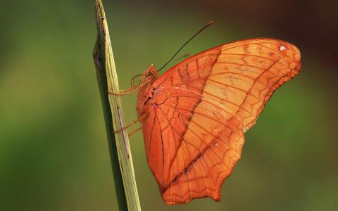 彩色蝴蝶微距摄影图片高清桌面壁纸第1张