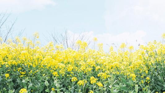 油菜花田园风景高清图片桌面壁纸第1张