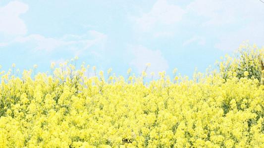 油菜花田园风景高清图片桌面壁纸第3张