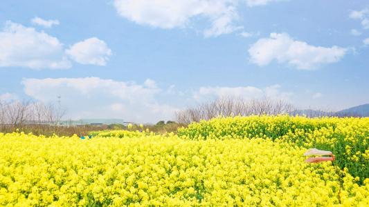 油菜花田园风景高清图片桌面壁纸第5张