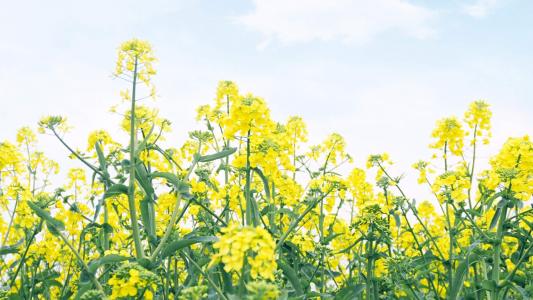油菜花田园风景高清图片桌面壁纸第6张