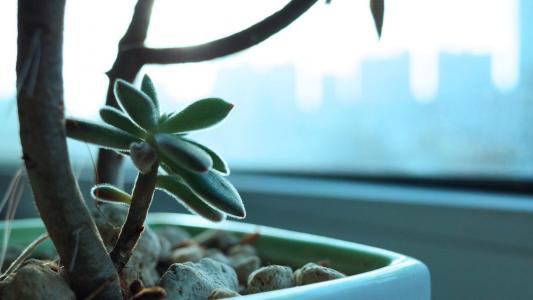 盆栽第6张