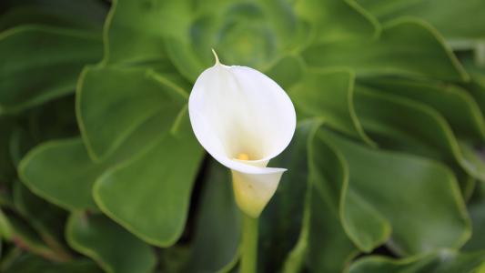 百合花图片 _ 第(2)张