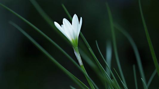 百合花图片 _ 第(5)张
