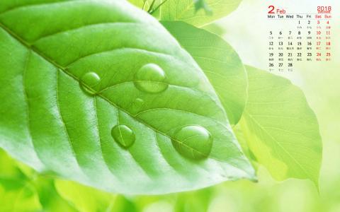 2018年2月绿色叶子微距摄影图片日历壁纸第4张