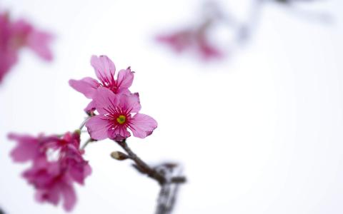 梅花图片 _ 第(6)张
