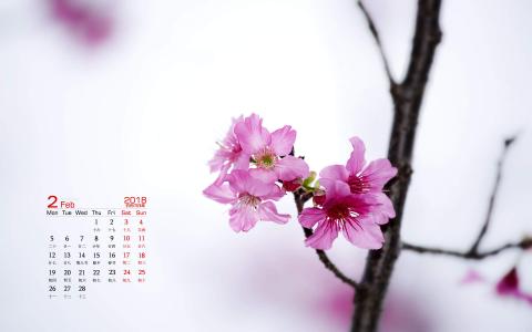 梅花图片 _ 第(5)张