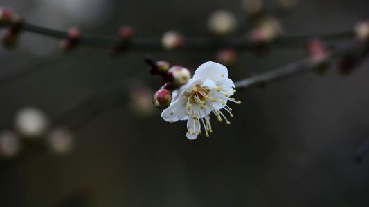 梅花图片 _ 第(5)张