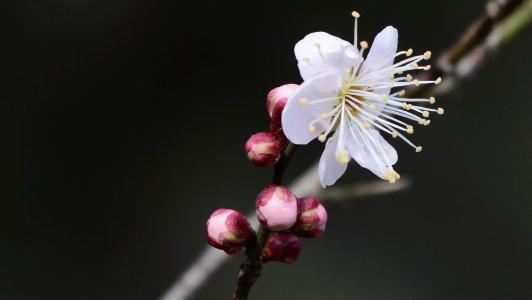 梅花图片 _ 第(8)张