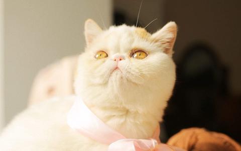 90后性感小猫咪写真第2张