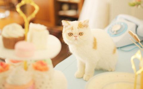90后性感小猫咪写真第3张