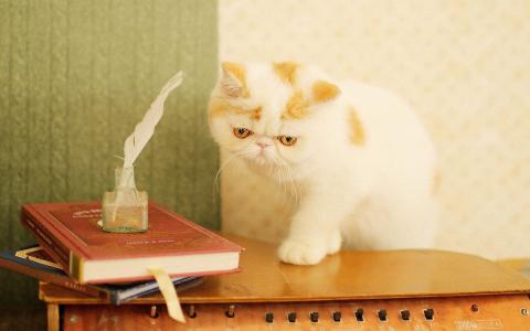 90后性感小猫咪写真第4张