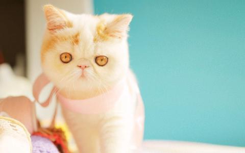小猫图片 _ 第(8)张