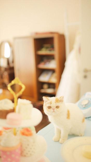 超可爱小猫图片高清手机壁纸第4张