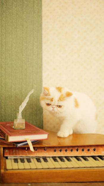 超可爱小猫图片高清手机壁纸第5张