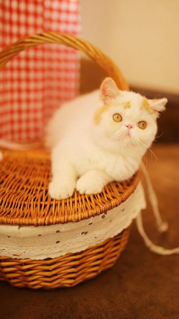 超可爱小猫图片高清手机壁纸第6张