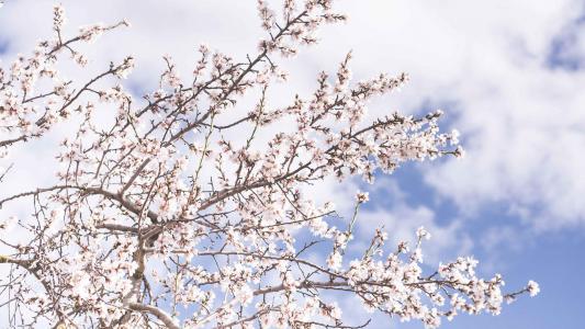 2019年4月春日唯美樱花高清日历壁纸第0张