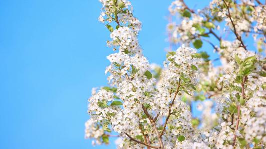 2019年4月春日唯美樱花高清日历壁纸第2张