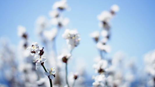 2019年4月春日唯美樱花高清日历壁纸第5张