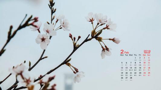 樱花图片图片 _ 第(4)张