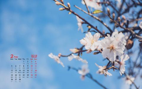 樱花图片图片 _ 第(5)张